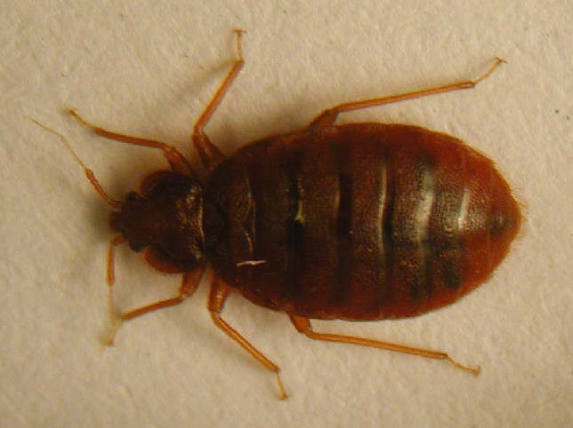 Disinfestazione Cimici dei letti 100% Ecologica 