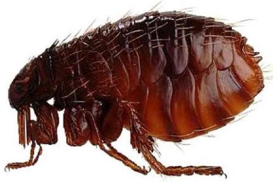 disinfestazione pulci piombino>